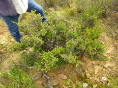 Drosanthemum asperulum