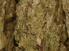 Cresponea chloroconia