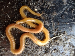 Geophilomorpha