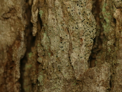Cresponea chloroconia