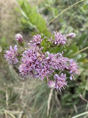 Critoniopsis