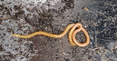 Geophilomorpha