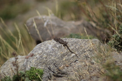 Liolaemus carlosgarini