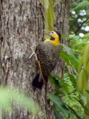 Colaptes campestris