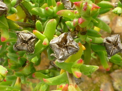 Drosanthemum asperulum