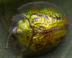 Cassida circumdata