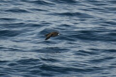 Procellaria aequinoctialis