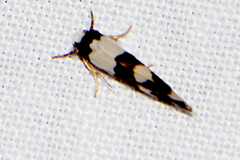 Philenora aspectalella