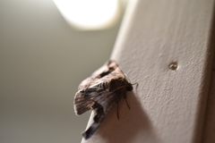 Bastilla solomonensis