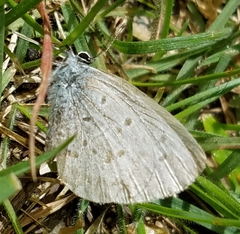 Celastrina