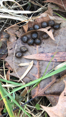 Sylvilagus aquaticus