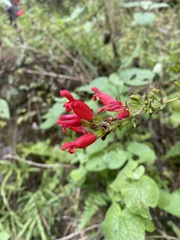 Salvia holwayi