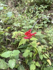 Salvia holwayi