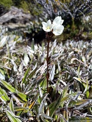Gentianella diemensis