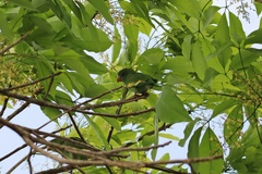 Brotogeris versicolurus