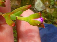 Drosanthemum asperulum