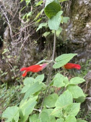 Salvia disjuncta