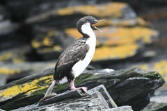 Leucocarbo georgianus