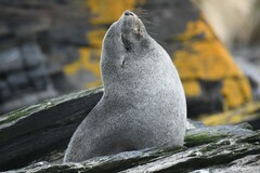 Arctocephalus gazella