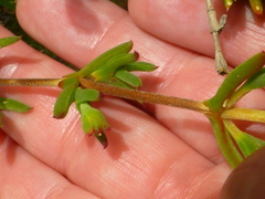 Drosanthemum asperulum