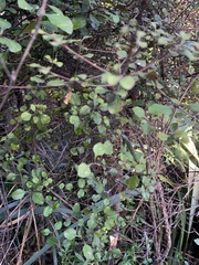 Coprosma arborea