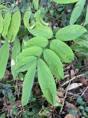 Millettia pachycarpa