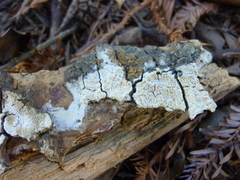 Phytophthora ramorum