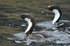 Leucocarbo georgianus