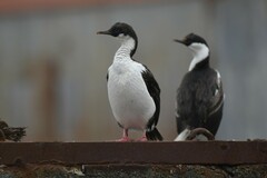 Leucocarbo georgianus