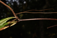 Oleandra pistillaris