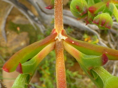 Drosanthemum asperulum