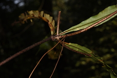 Oleandra pistillaris