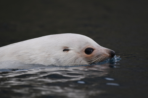 Antarctic Fur Seal (Arctocephalus gazella)