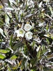 Gentianella diemensis