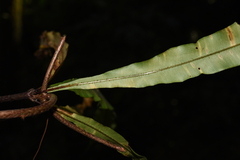 Oleandra pistillaris