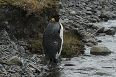 Aptenodytes patagonicus