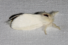 Trichiocercus sparshalli