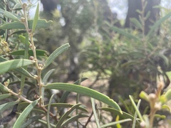 Acacia oswaldii