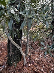 Magnoliales