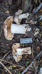 Cortinarius regalis