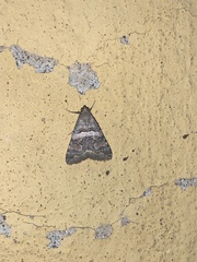 Melipotini