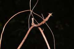 Oleandra pistillaris