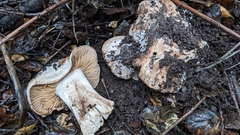 Cortinarius regalis
