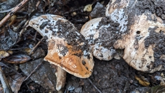 Cortinarius regalis
