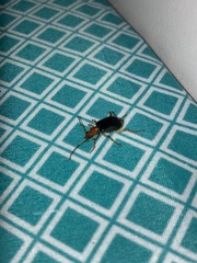 Cacoscelis marginata