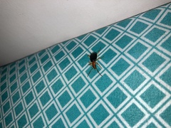 Cacoscelis marginata