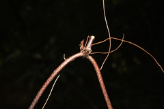 Oleandra pistillaris