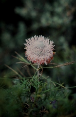 Isopogon divergens