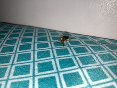 Cacoscelis marginata