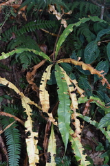 Oleandra pistillaris